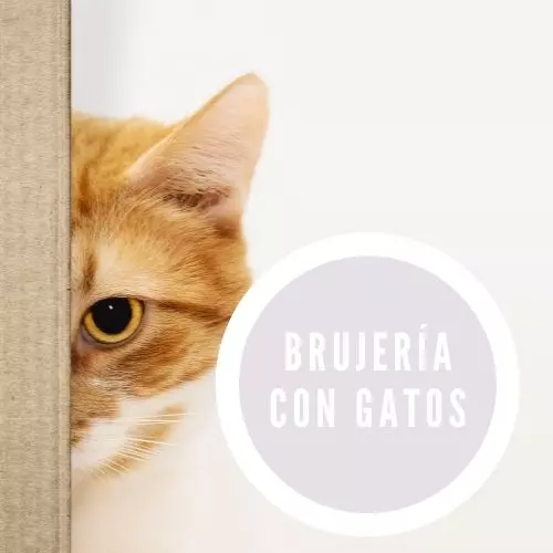 Brujería Con Gatos