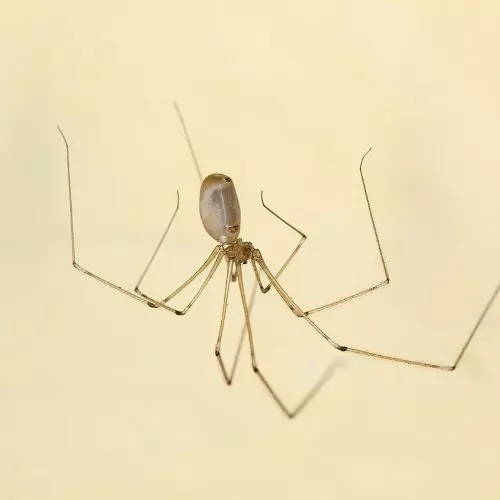 Arañas en casa brujería [2023]